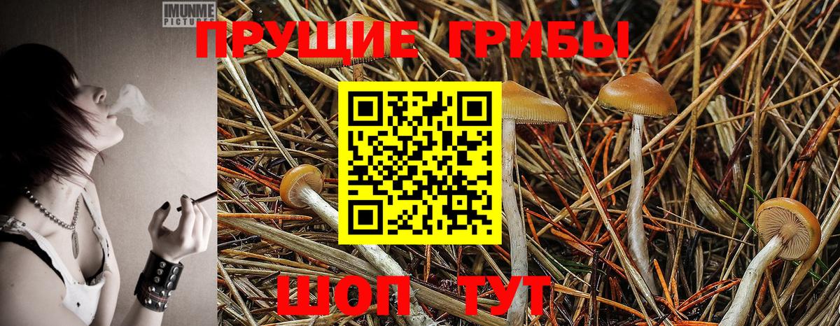 Галлюциногенные грибы Psilocybe Урай